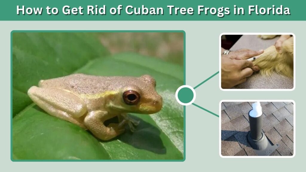 How to Get Rid of Cuban Tree Frogs in Florida