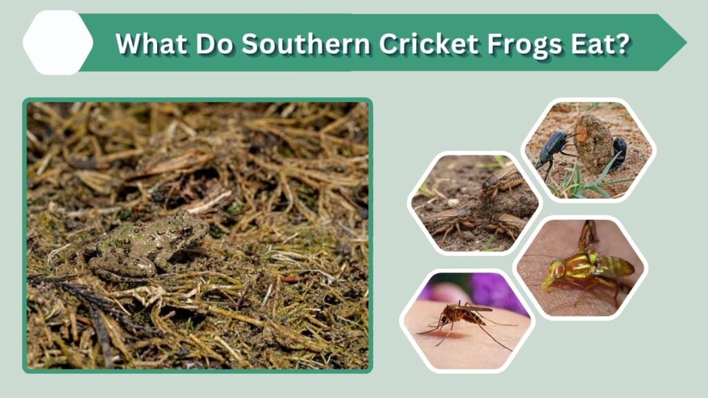 What Do Southern Cricket Frogs Eat?