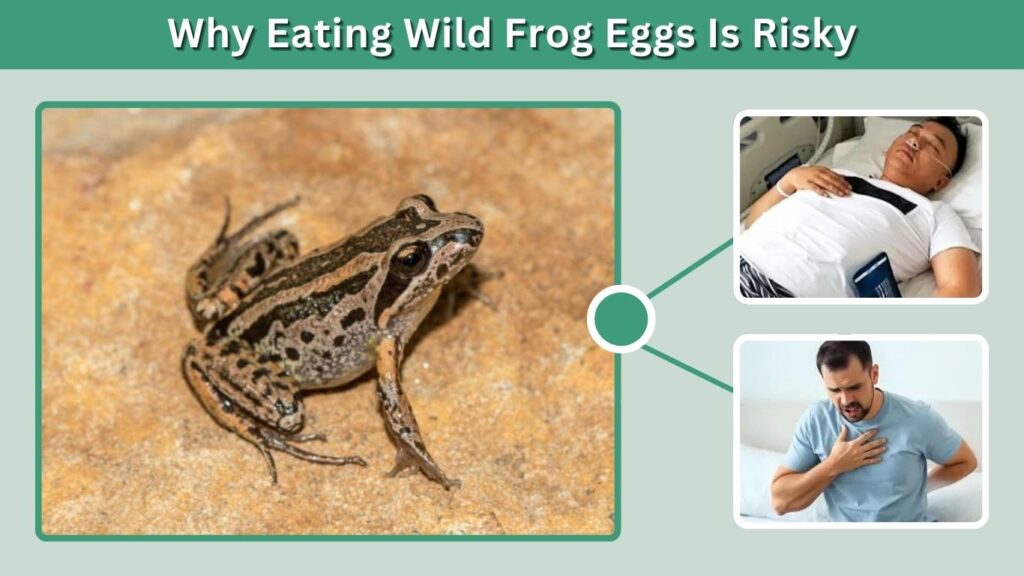 Why Eating Wild Frog Eggs Is Risky