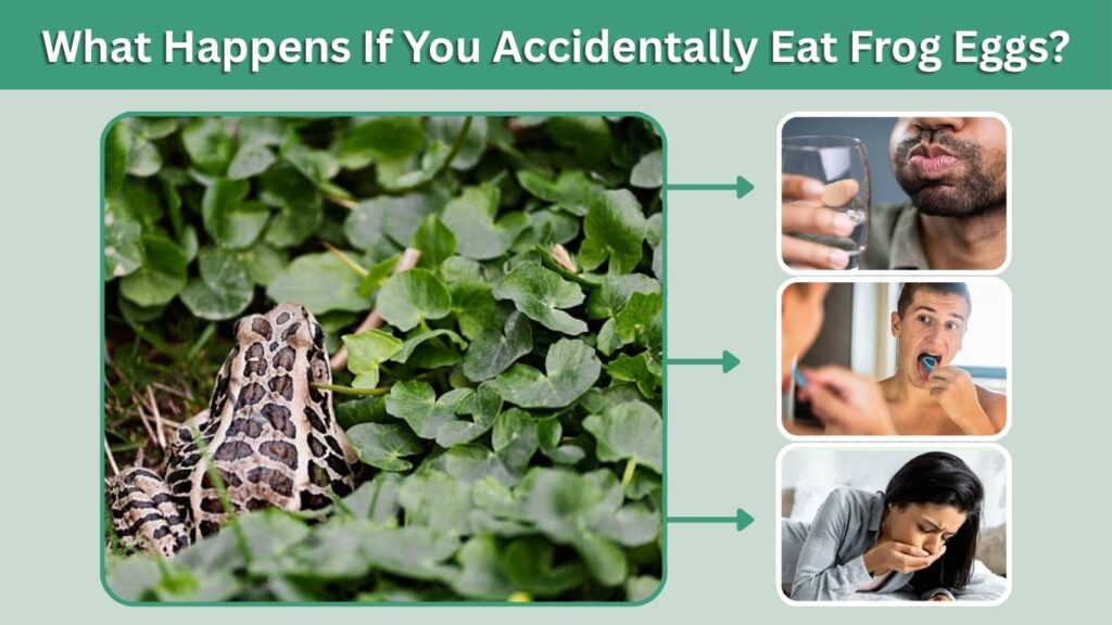 What Happens If You Accidentally Eat Frog Eggs?