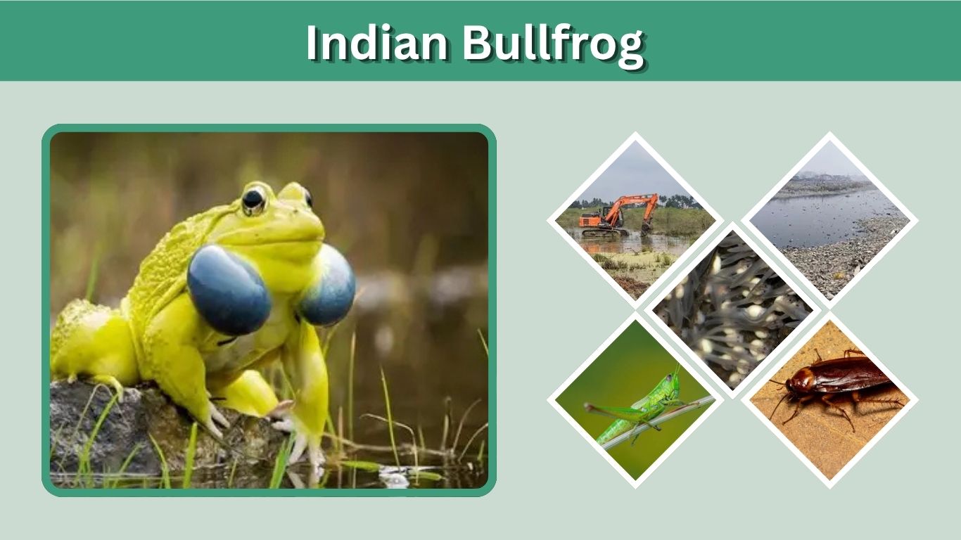 Indian Bullfrog: Size, Diet, Habitat and Interesting Facts
