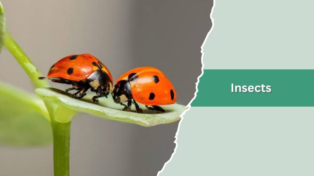 Insects