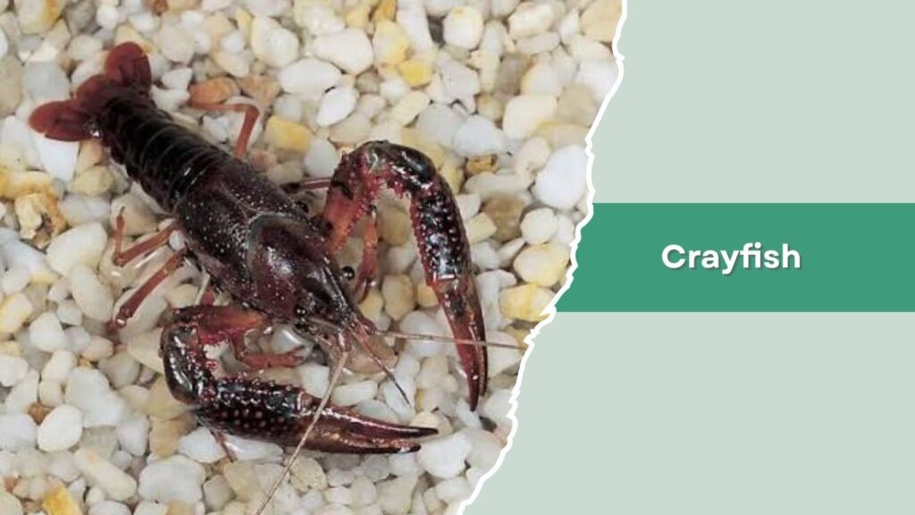 Crayfish