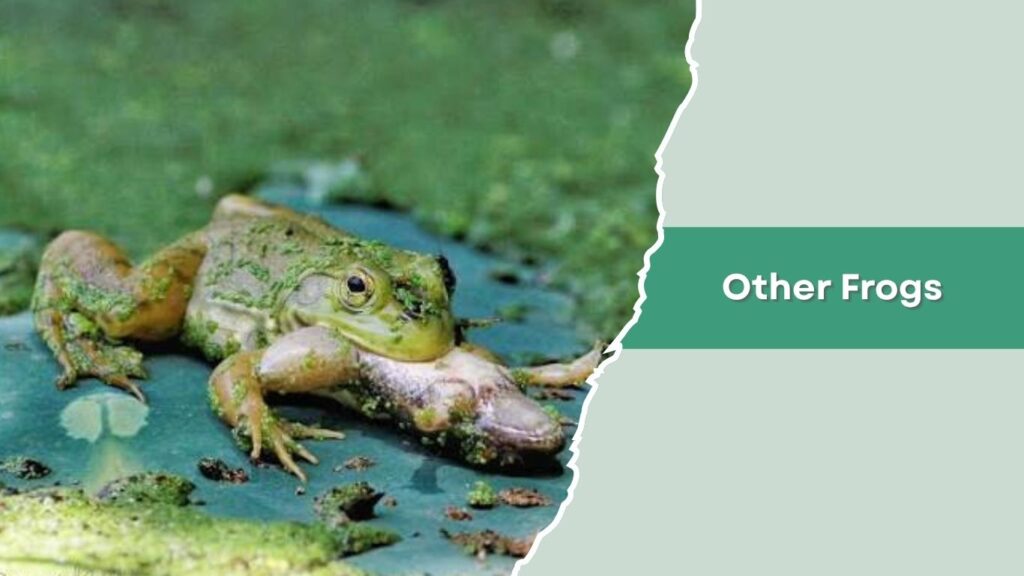 Other Frogs