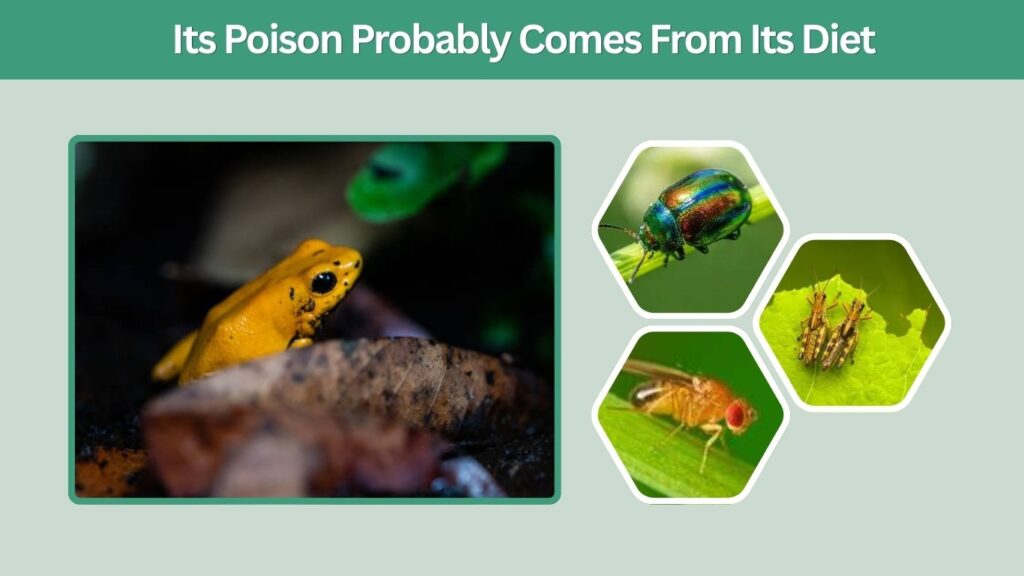 2. Its Poison Probably Comes From Its Diet