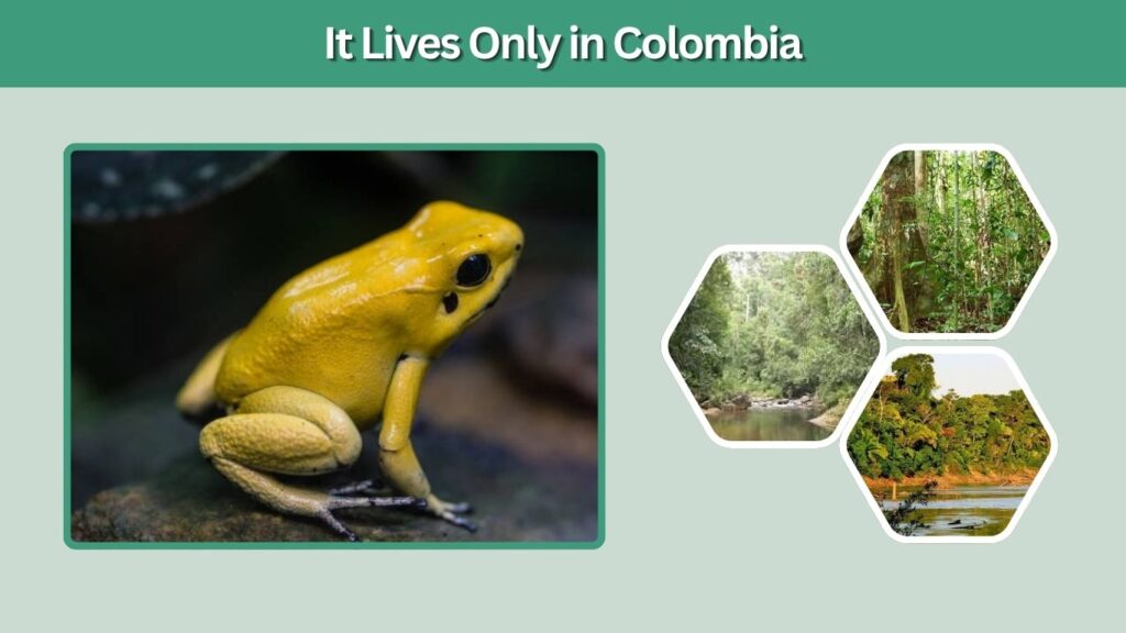 5. It Lives Only in Colombia