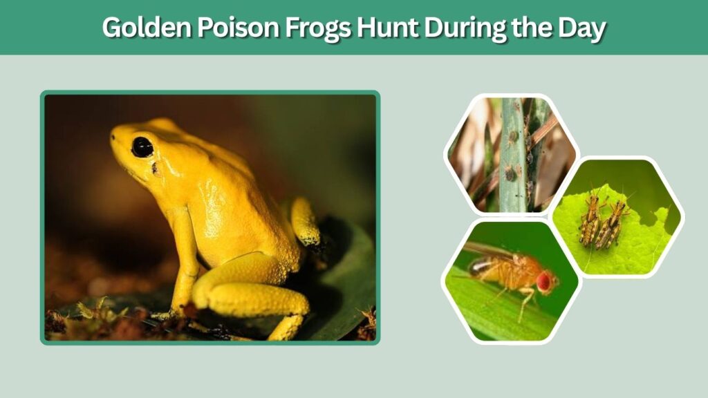 7. Golden Poison Frogs Hunt During the Day