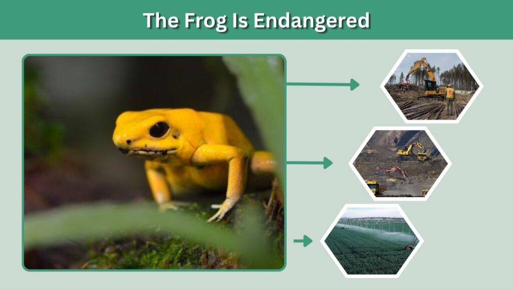 11. The Frog Is Endangered