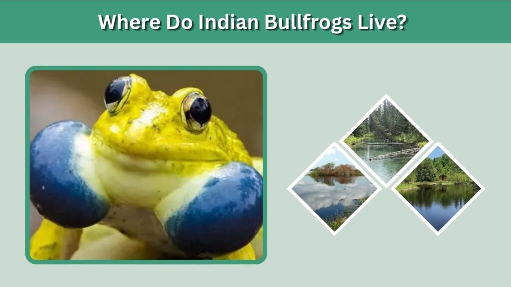 Where Do Indian Bullfrogs Live?