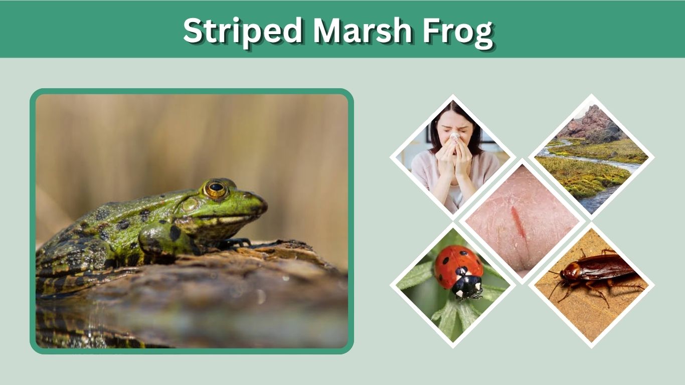 Striped Marsh Frog: Size, Habitat, Diet and Life Cycle