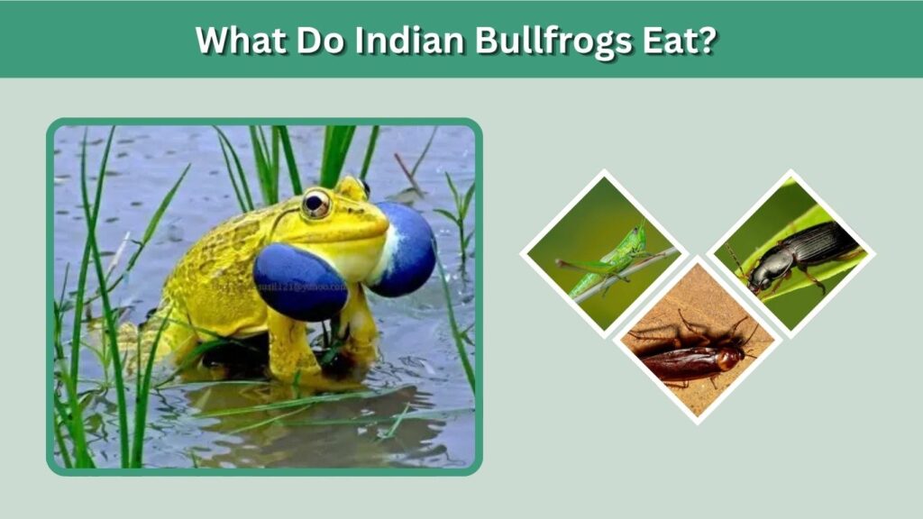 What Do Indian Bullfrogs Eat?