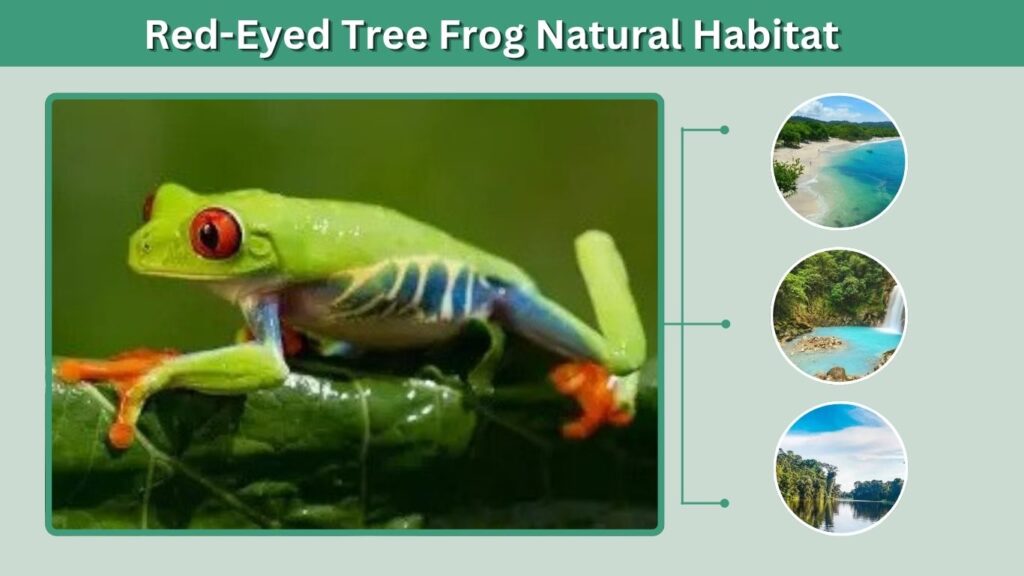 Red-Eyed Tree Frog Natural Habitat