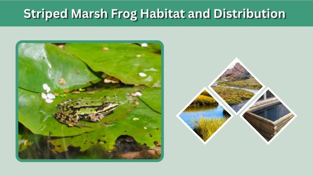 Striped Marsh Frog Habitat and Distribution