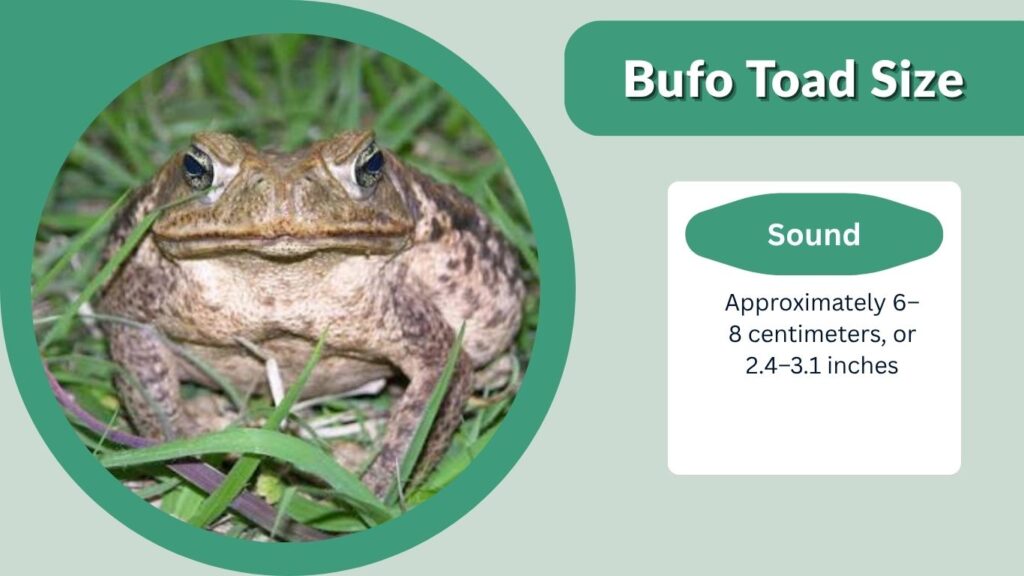 Bufo Toad Size