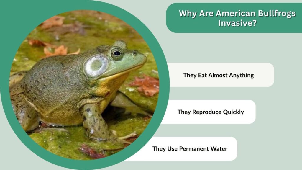 Why Are American Bullfrogs Invasive?