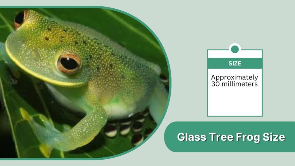 Glass Tree Frog Size