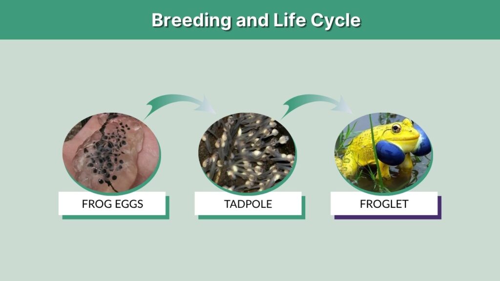 Breeding and Life Cycle
