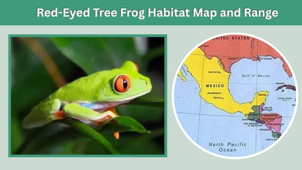 Red-Eyed Tree Frog Habitat Map and Range