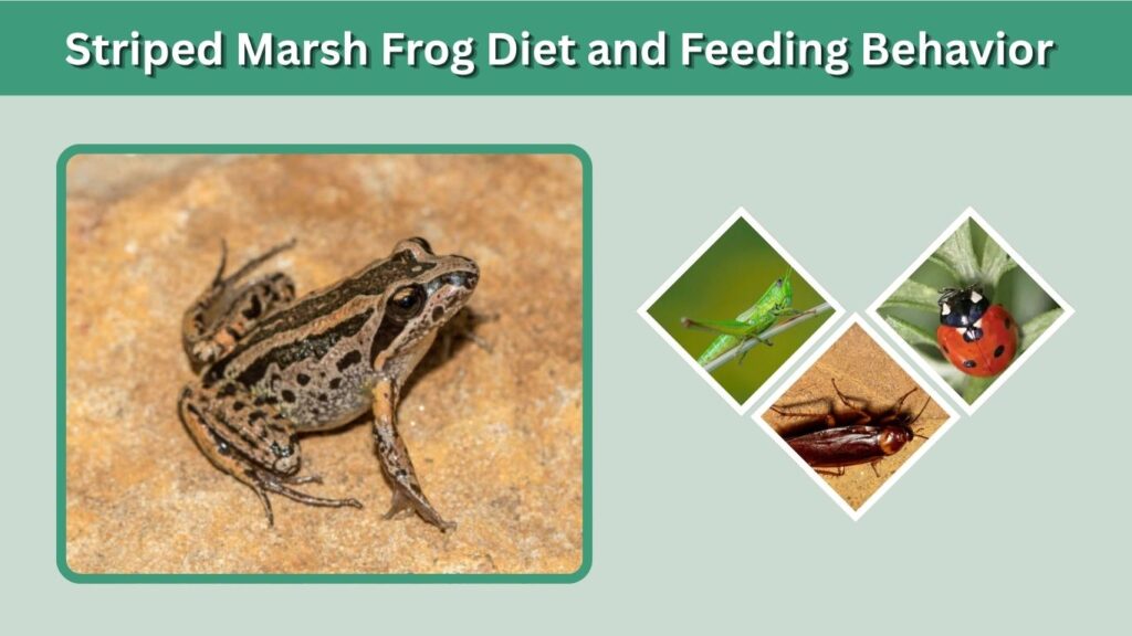 Striped Marsh Frog Diet and Feeding Behavior