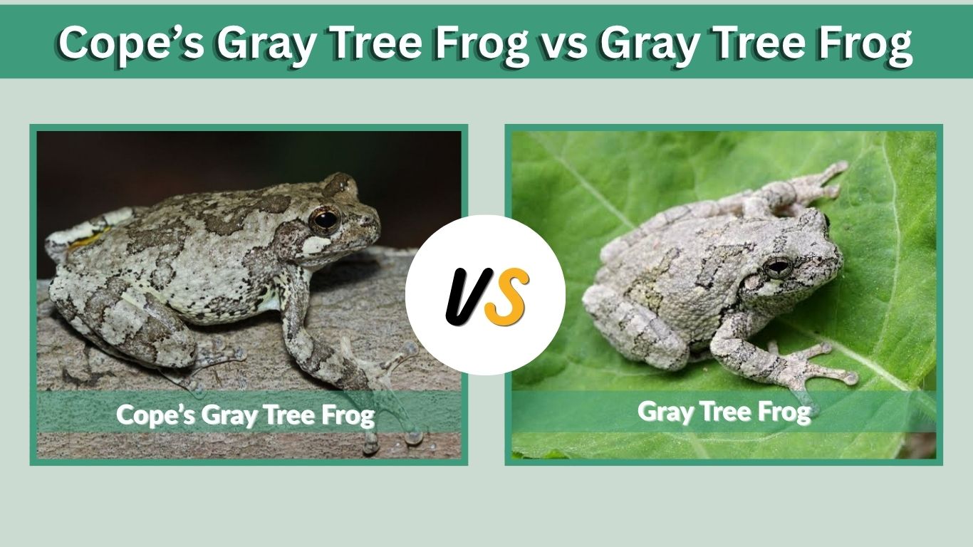 Cope’s Gray Tree Frog vs Gray Tree Frog: Key Differences