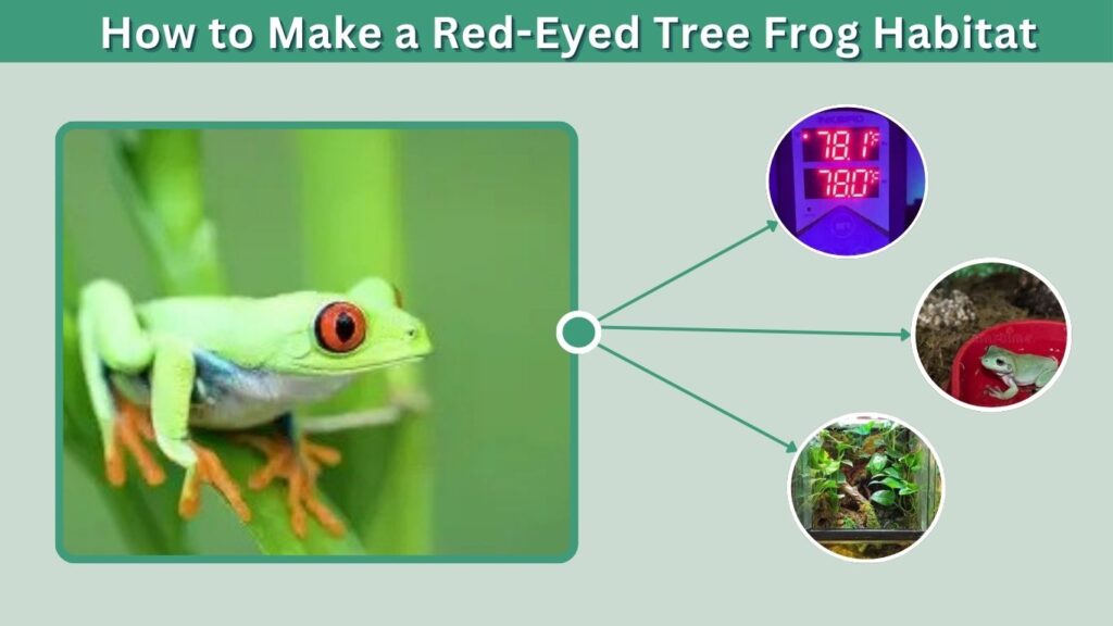 How to Make a Red-Eyed Tree Frog Habitat
