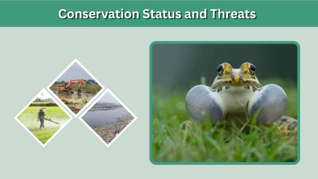 Conservation Status and Threats