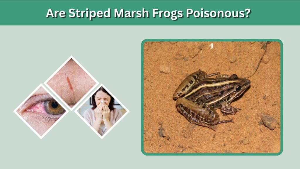 Are Striped Marsh Frogs Poisonous?