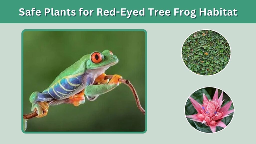 Safe Plants for Red-Eyed Tree Frog Habitat
