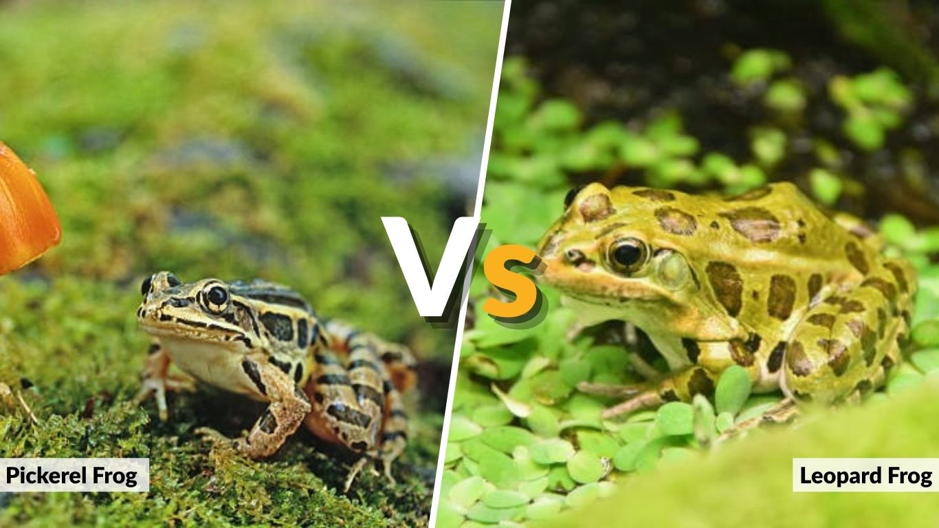 Pickerel Frog vs Leopard Frog: How to Tell Them Apart