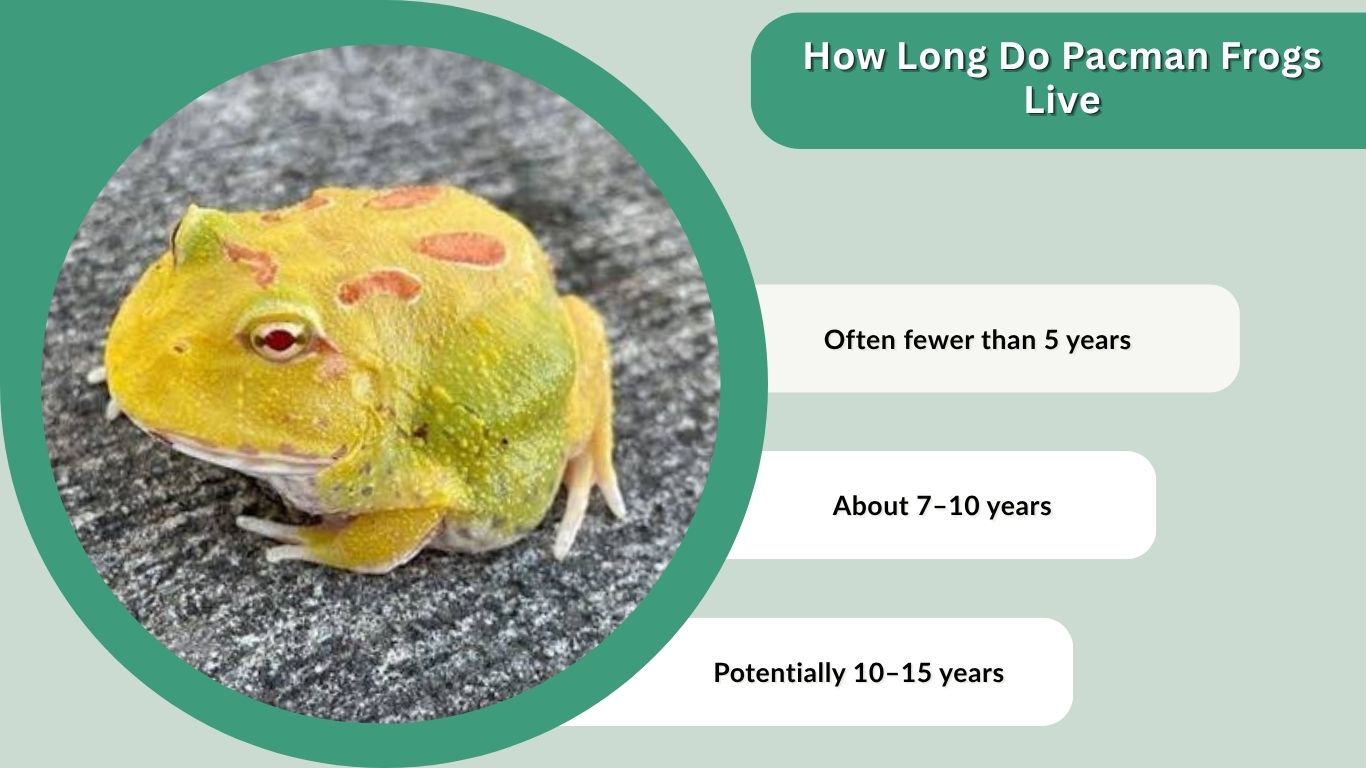 How Long Do Pacman Frogs Live? Lifespan and Care