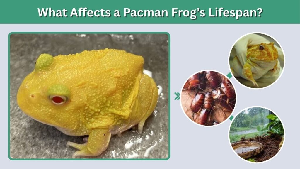 What Affects a Pacman Frog’s Lifespan?