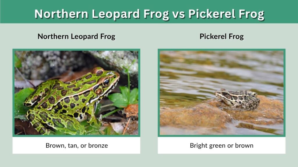 Northern Leopard Frog vs Pickerel Frog