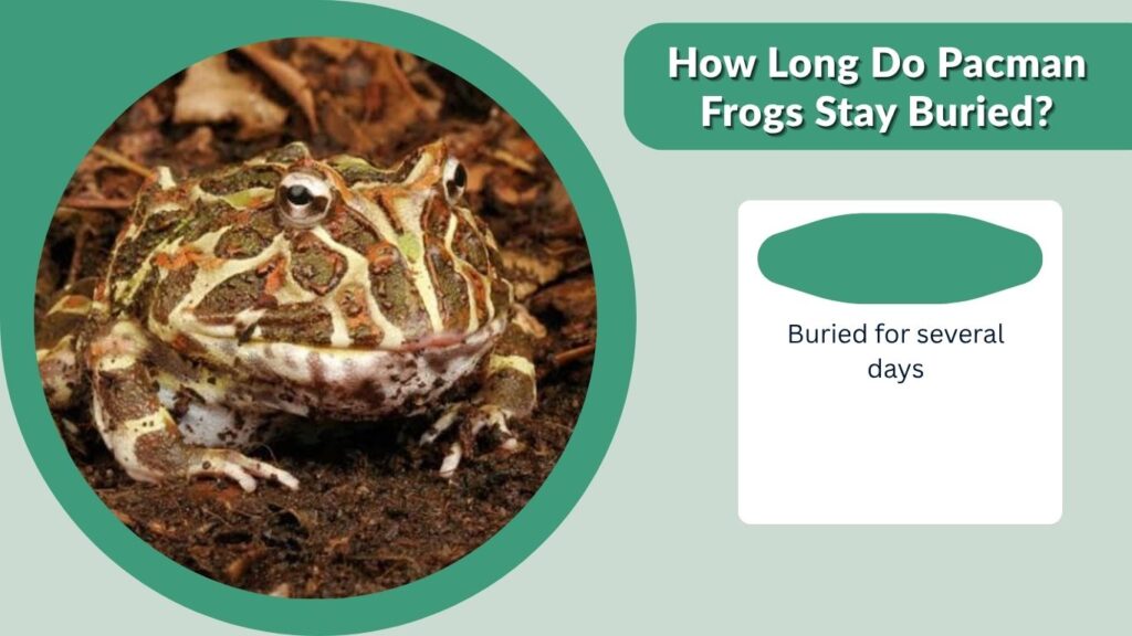 How Long Do Pacman Frogs Stay Buried?