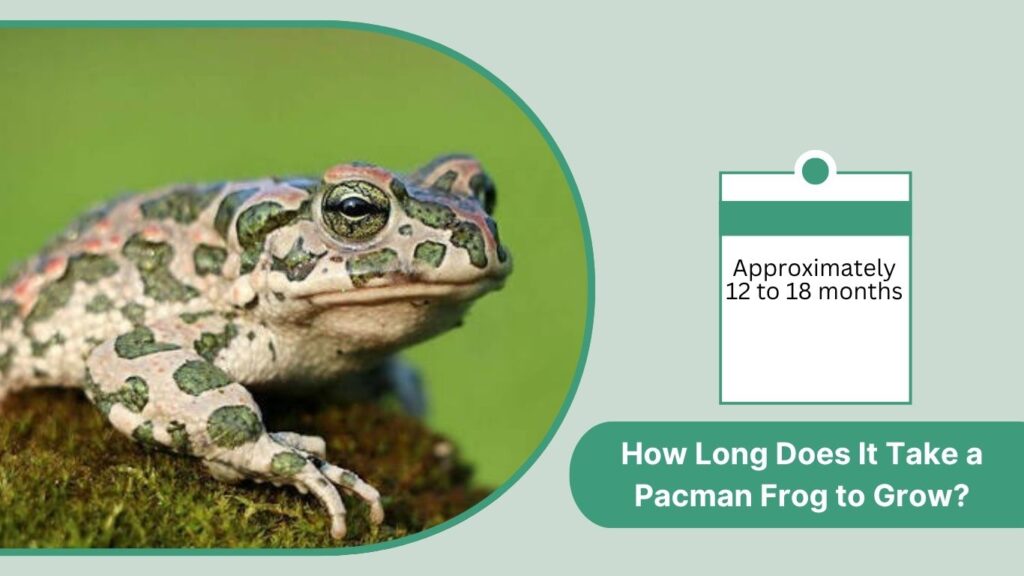 How Long Does It Take a Pacman Frog to Grow?