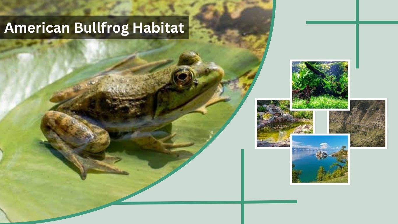 American Bullfrog Habitat: Where Bullfrogs Live