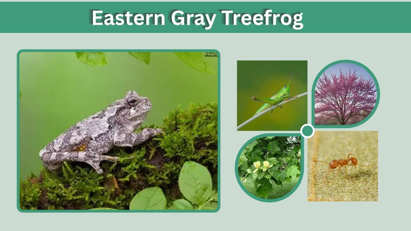 Eastern Gray Treefrog: Call, Habitat, Diet and Facts