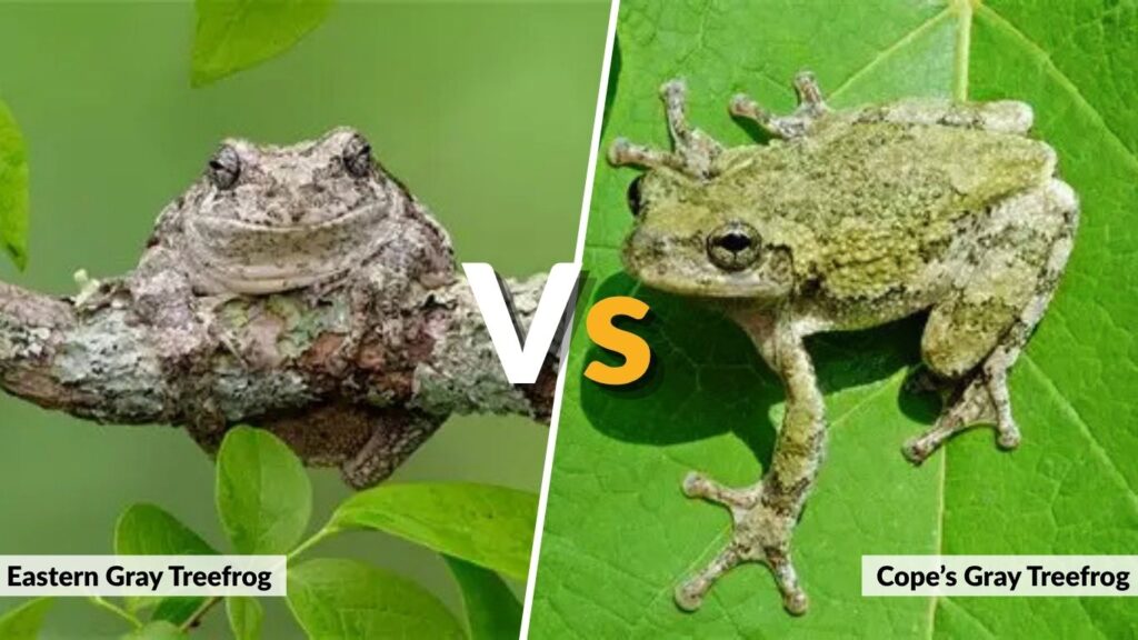 Eastern Gray Treefrog vs. Cope’s Gray Treefrog