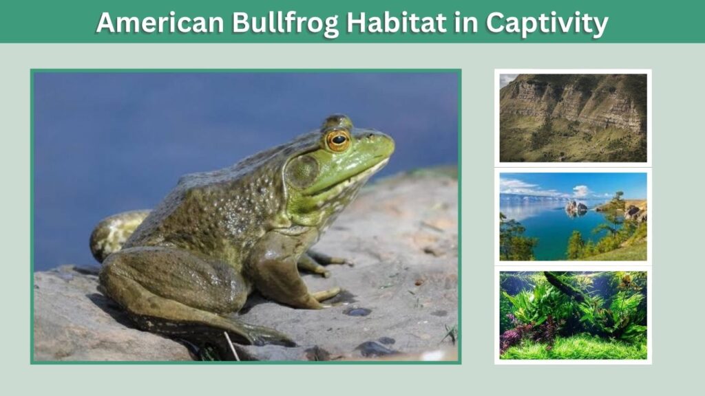 American Bullfrog Habitat in Captivity