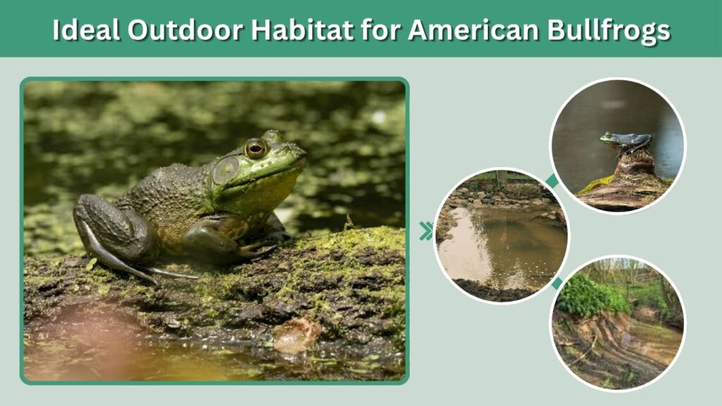 Ideal Outdoor Habitat for American Bullfrogs