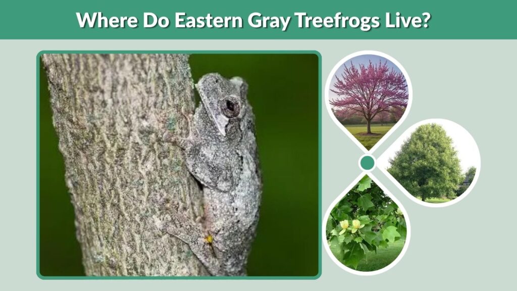 Where Do Eastern Gray Treefrogs Live?