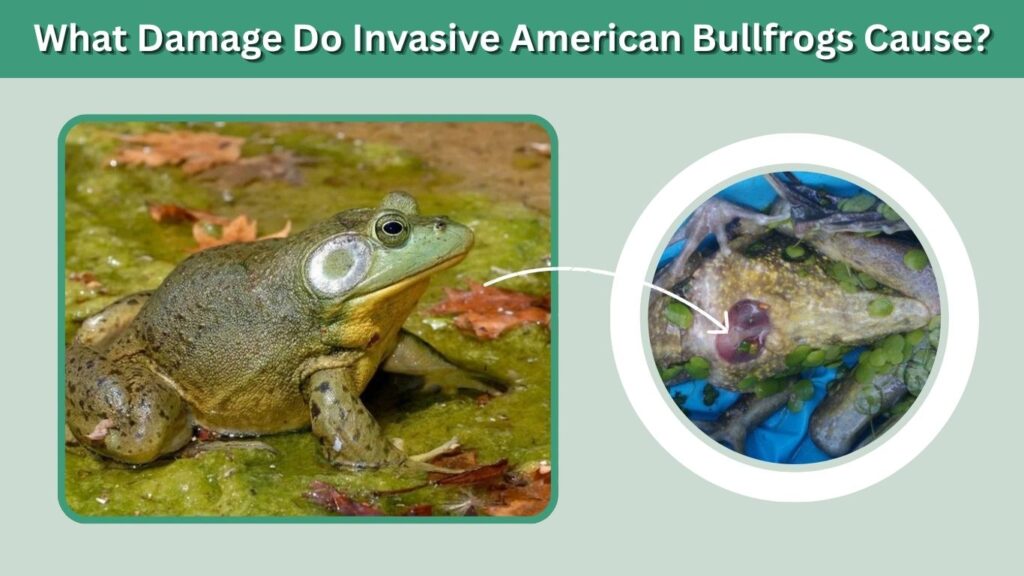 What Damage Do Invasive American Bullfrogs Cause?
