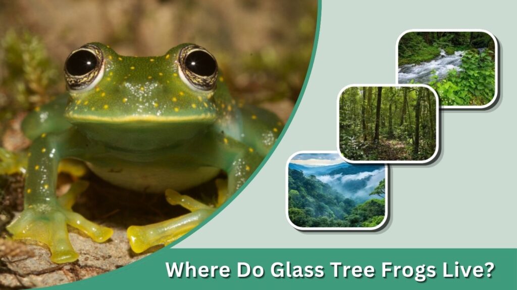 Where Do Glass Tree Frogs Live?