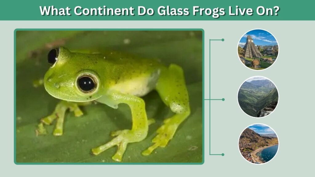 What Continent Do Glass Frogs Live On?