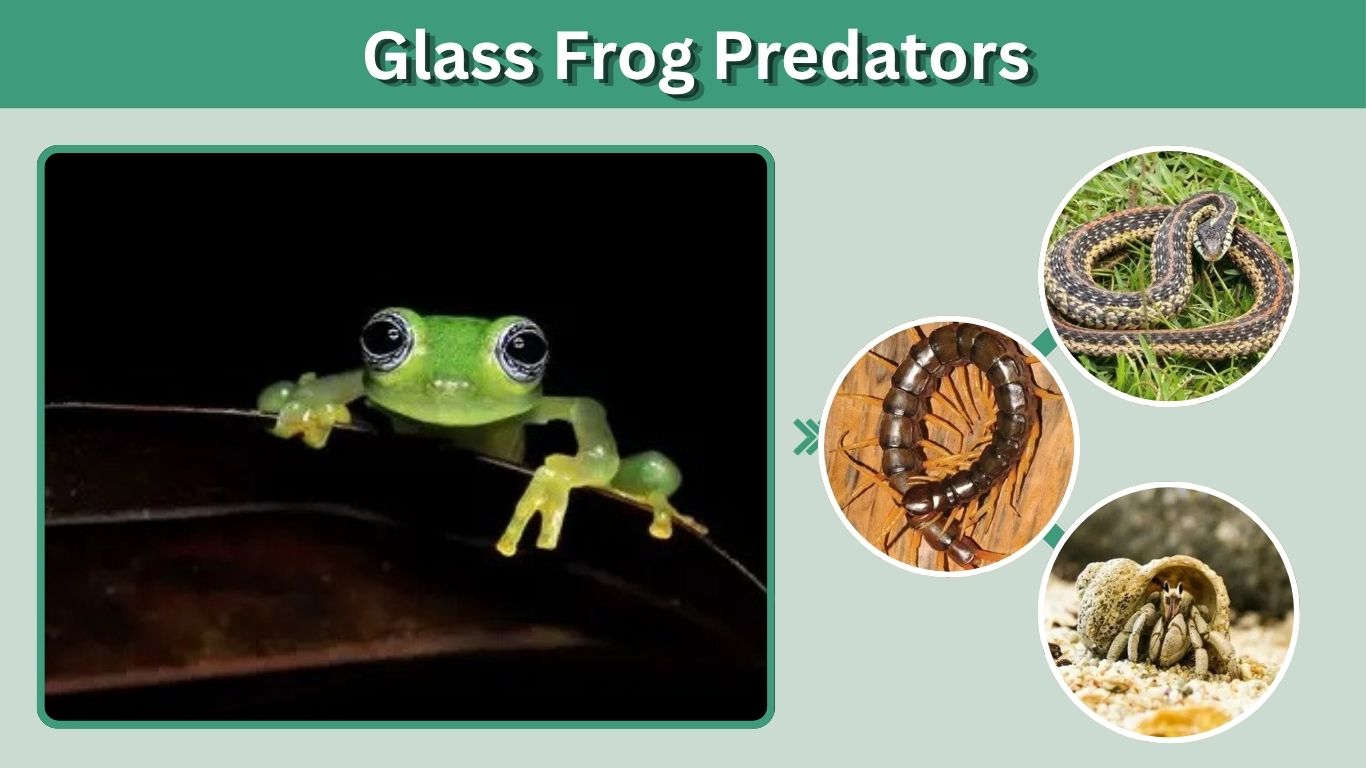 Glass Frog Predators: What Eats Glass Frogs?