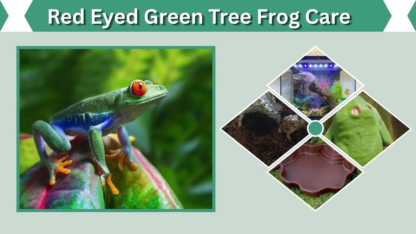 Red Eyed Green Tree Frog Care: Complete Beginner Guide