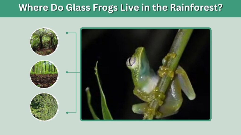 Where Do Glass Frogs Live in the Rainforest?