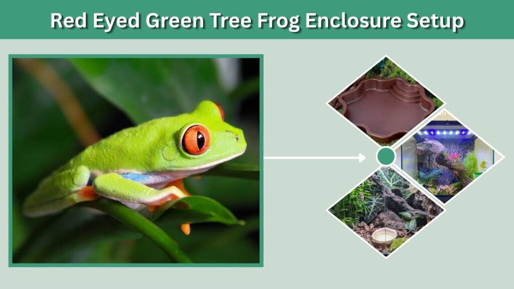Red Eyed Green Tree Frog Enclosure Setup