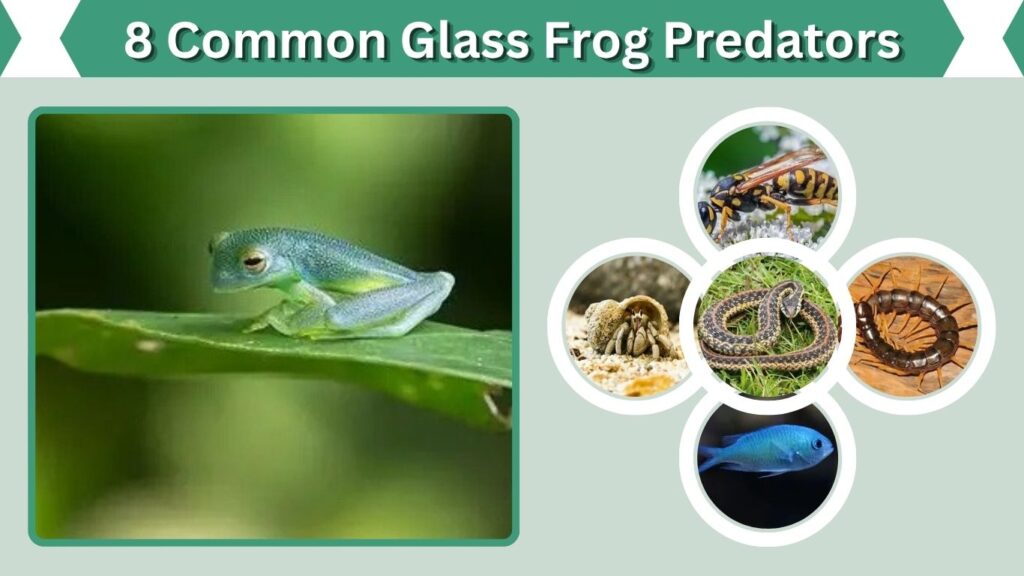 8 Common Glass Frog Predators