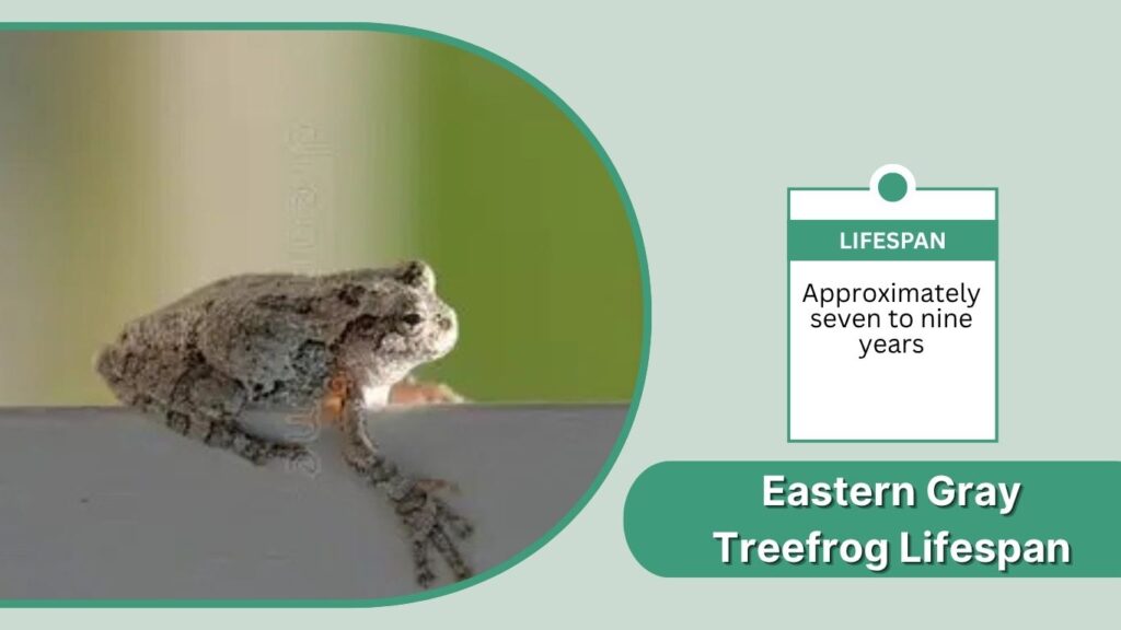 Eastern Gray Treefrog Lifespan