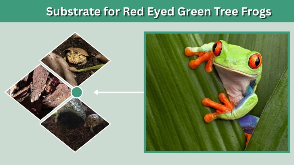Substrate for Red Eyed Green Tree Frogs